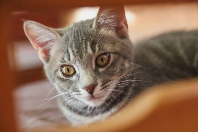 猫 あくび しない 理由