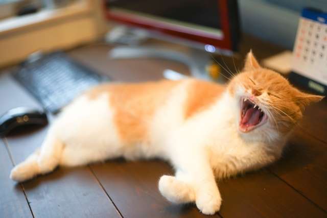 猫 あくび 意味 理由