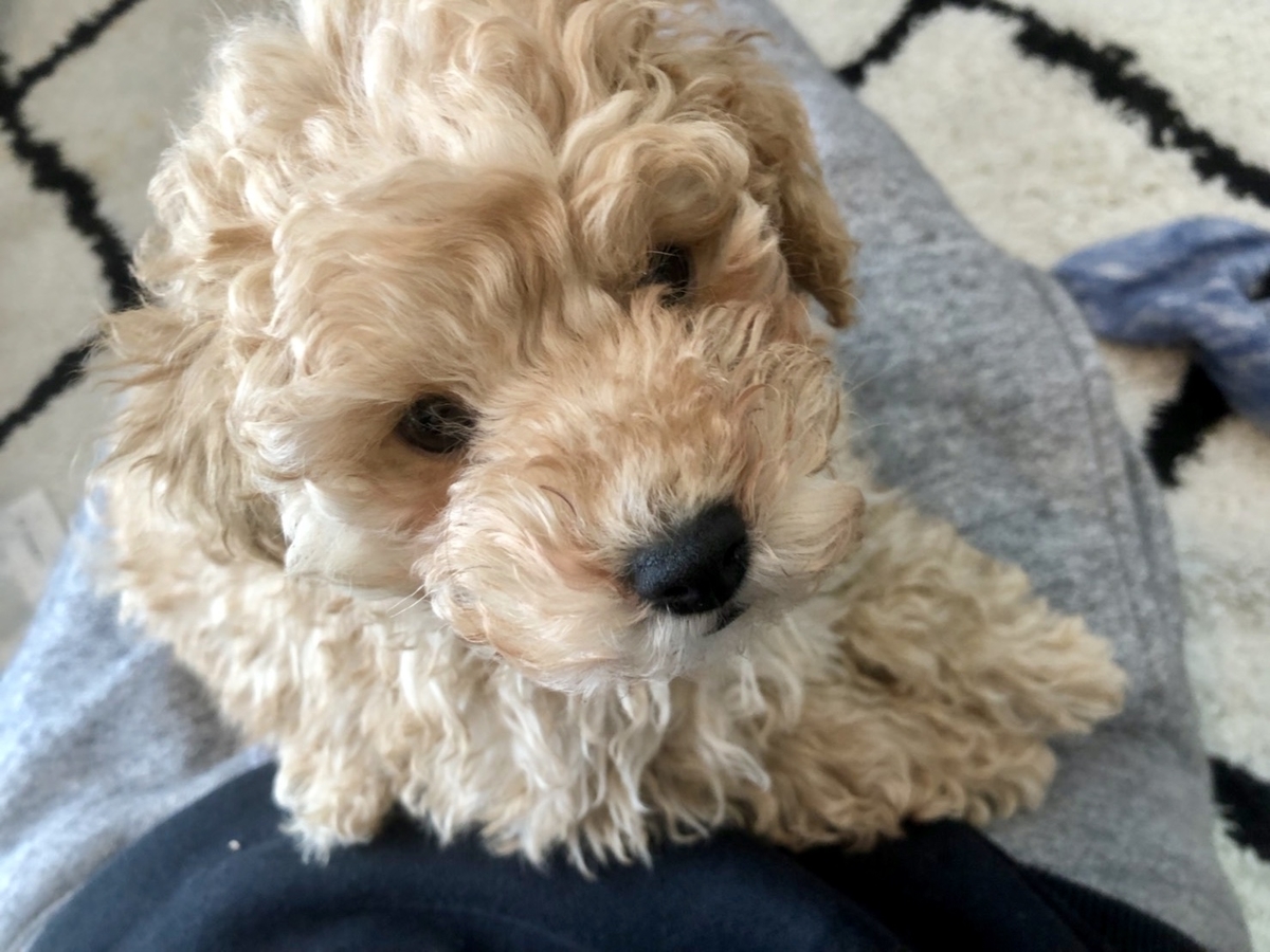 犬の虐待としつけについて そらりく Blog トイプードル好きの現役薬剤師の日常 犬の虐待としつけについて そらりく Blog トイプードル好きの現役薬剤師の日常