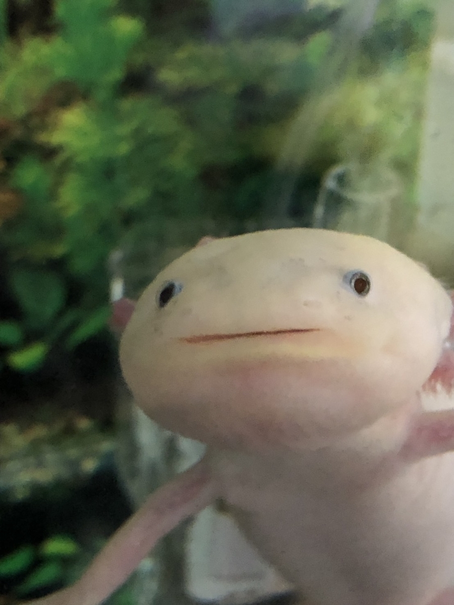 ウーパールーパー 進化