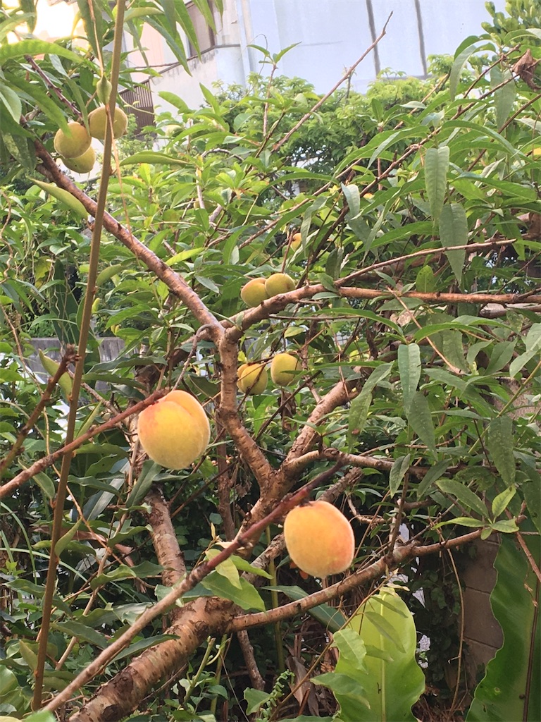 f:id:masahiko0819:20210516095251j:image f:id:masahiko0819:20210516095251j:image