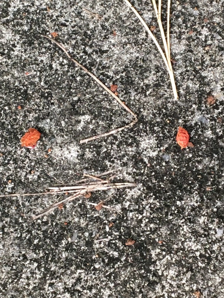 f:id:masahiko0819:20210516095302j:image f:id:masahiko0819:20210516095302j:image