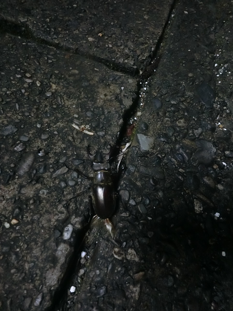 f:id:masahikomifune2:20190809175312j:plain