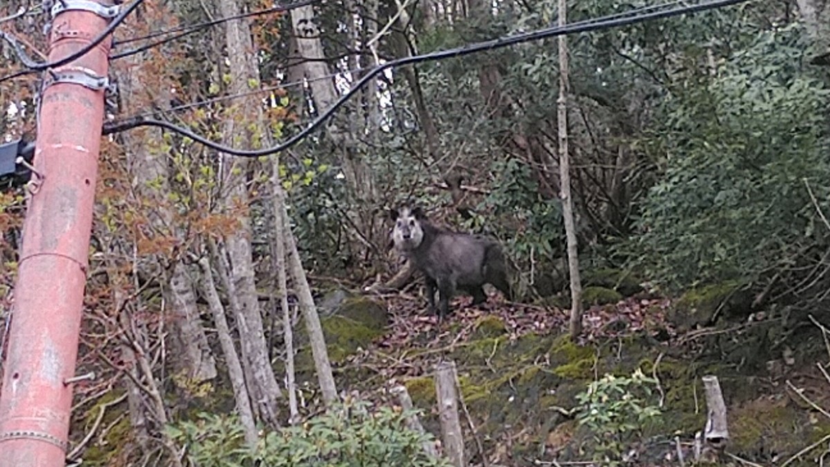 f:id:masahikomifune2:20210412124218j:plain