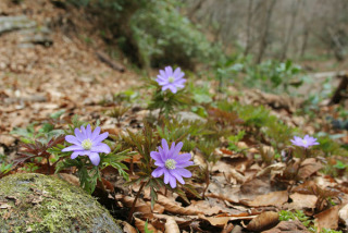 「ラジカットの効果」 - ☆「ALS 」ホーム徒然日記☆