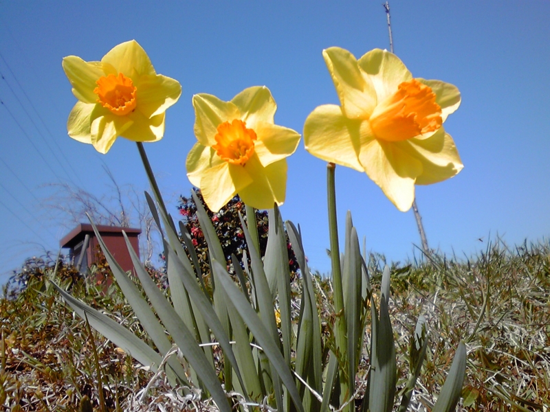 f:id:masakatu19219:20110401105510j:plain f:id:masakatu19219:20110401105510j:plain