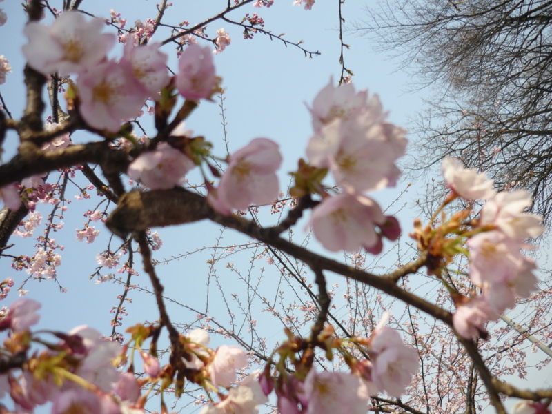 f:id:masakatu19219:20110402140204j:plain f:id:masakatu19219:20110402140204j:plain