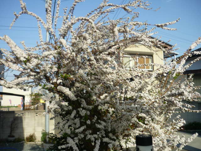 f:id:masakatu19219:20130319161301j:plain f:id:masakatu19219:20130319161301j:plain
