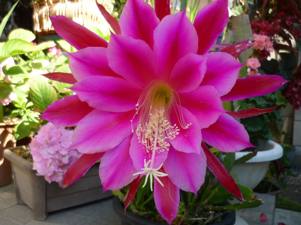 f:id:masakatu19219:20160610081617j:plain f:id:masakatu19219:20160610081617j:plain