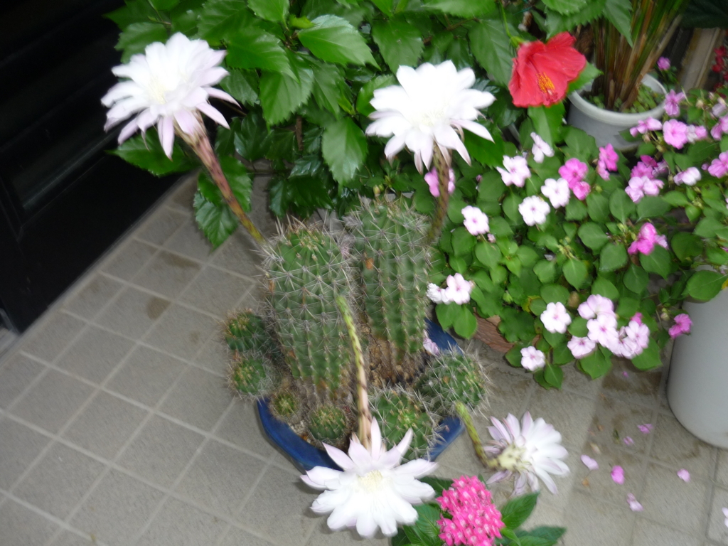 f:id:masakatu19219:20160714061538j:plain f:id:masakatu19219:20160714061538j:plain