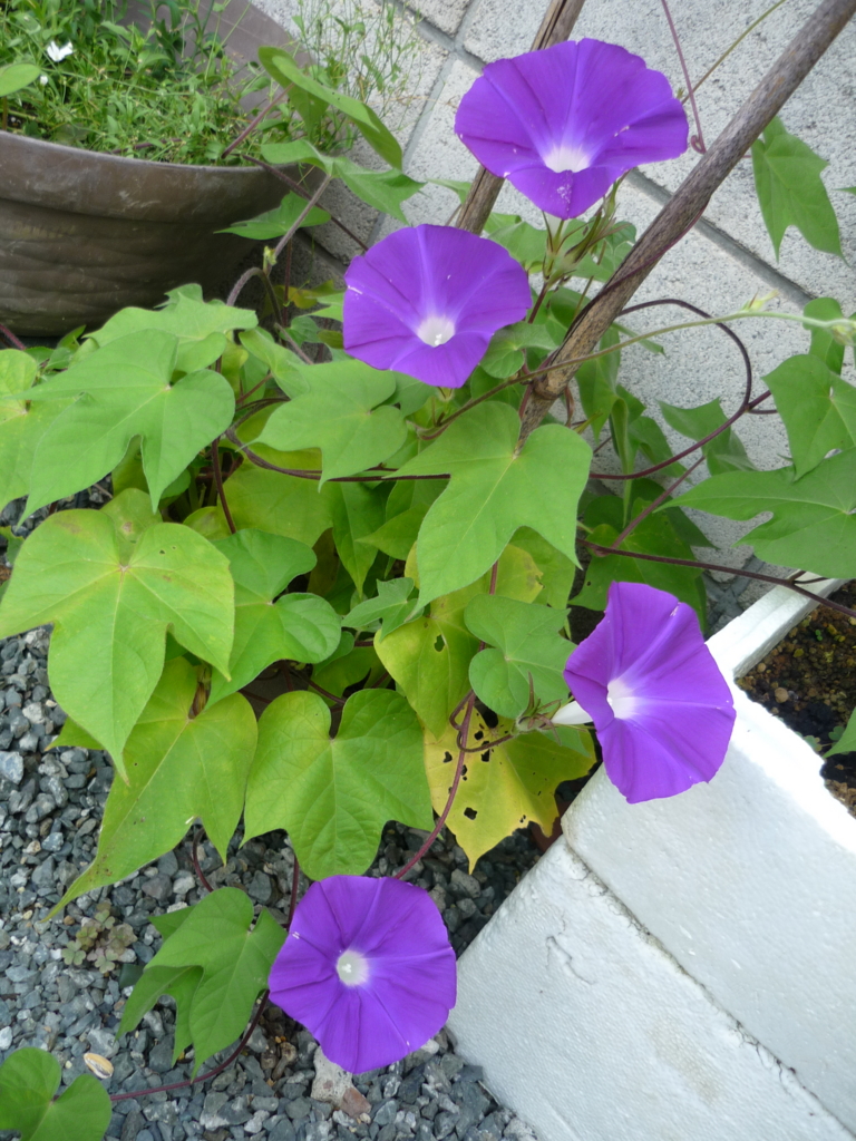 f:id:masakatu19219:20160731072330j:image f:id:masakatu19219:20160731072330j:image