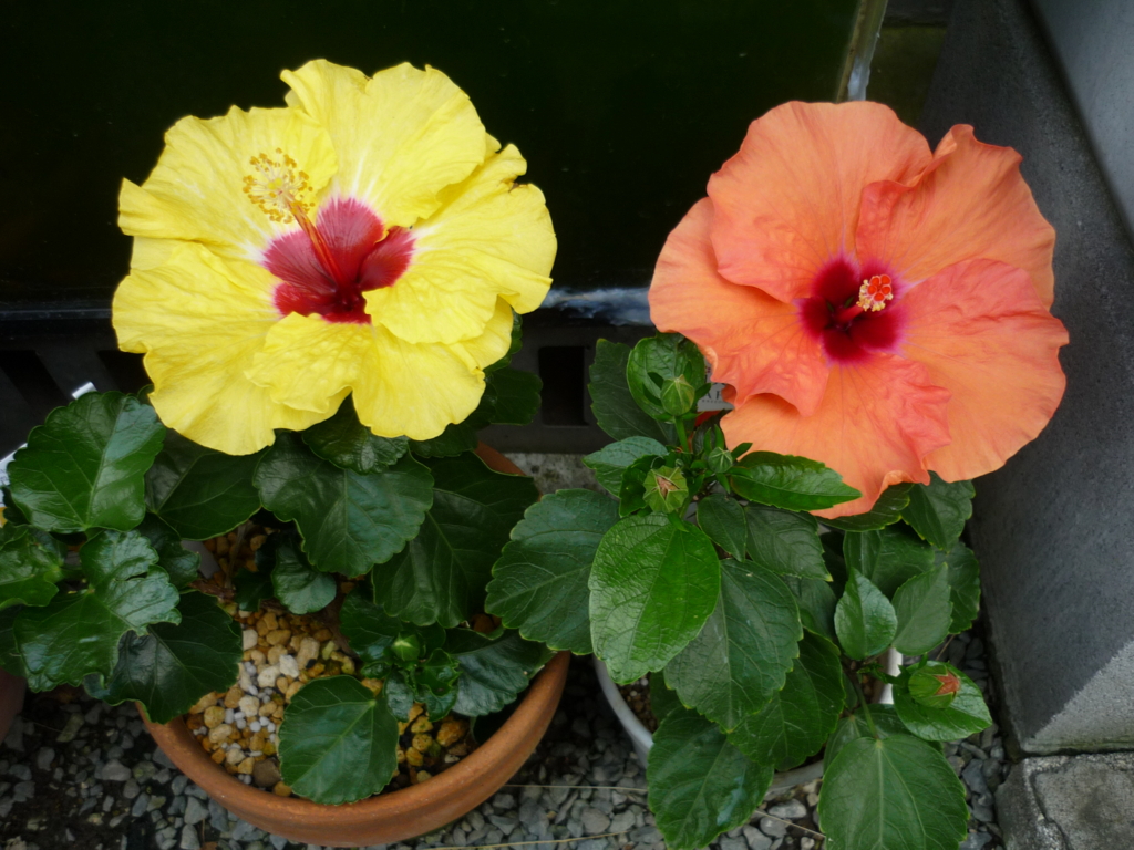 f:id:masakatu19219:20160821163831j:plain f:id:masakatu19219:20160821163831j:plain