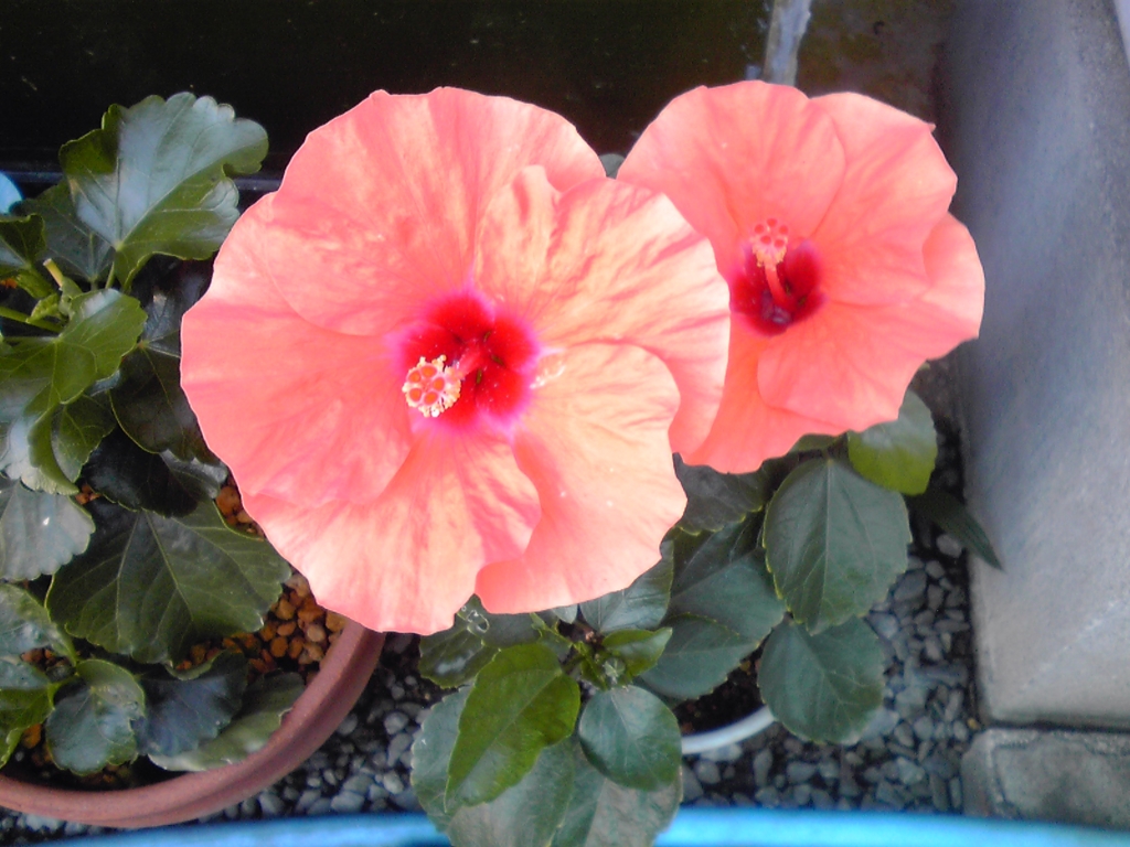 f:id:masakatu19219:20160904163301j:plain f:id:masakatu19219:20160904163301j:plain