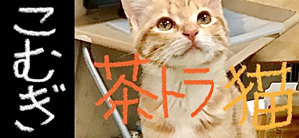 f:id:masaki6379:20200503124204j:plain f:id:masaki6379:20200503124204j:plain