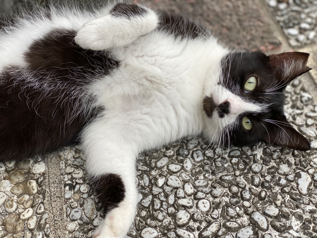 f:id:masakihonda2019:20200729232805j:plain f:id:masakihonda2019:20200729232805j:plain