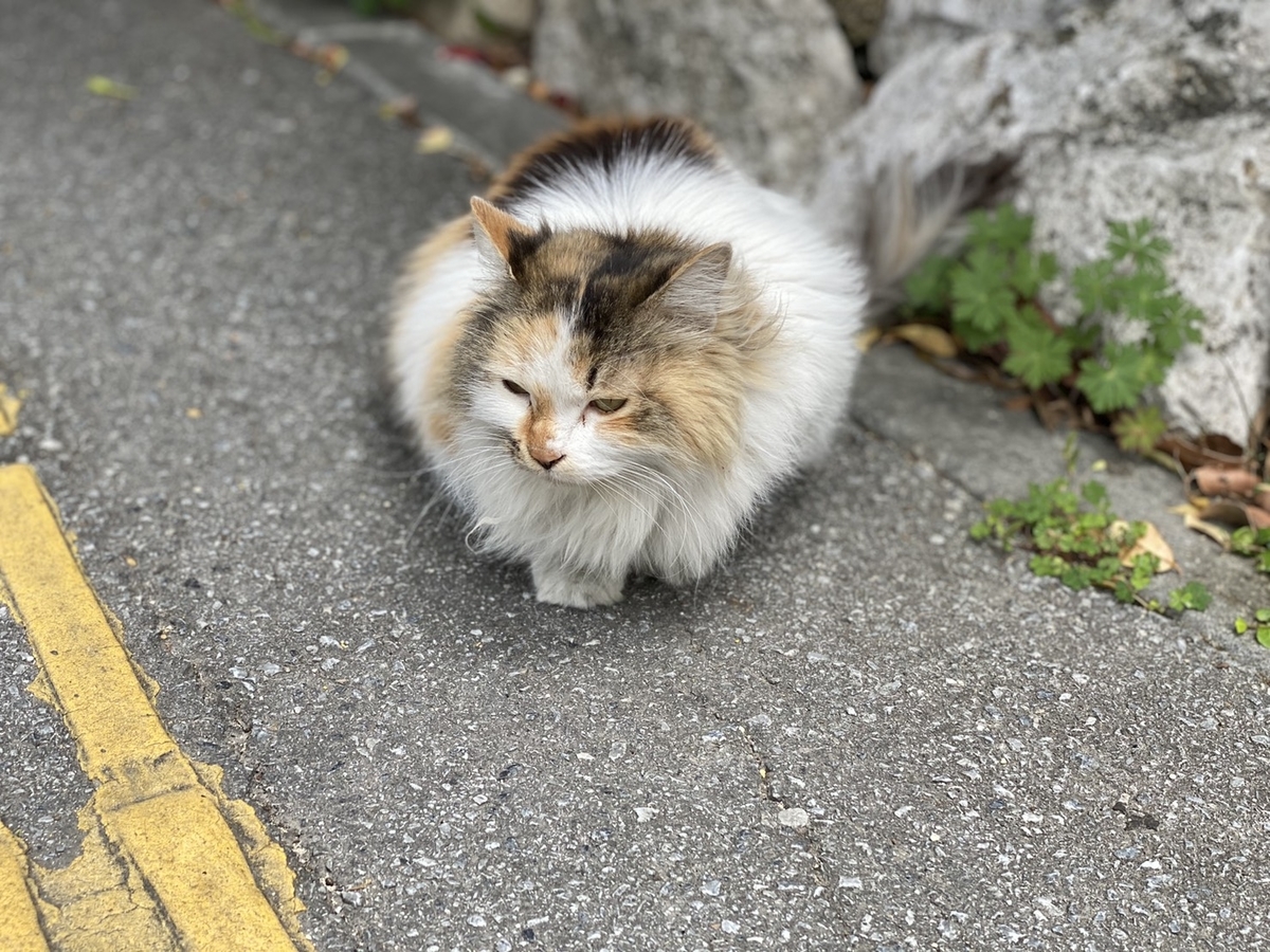 f:id:masakihonda2019:20210325225159j:plain