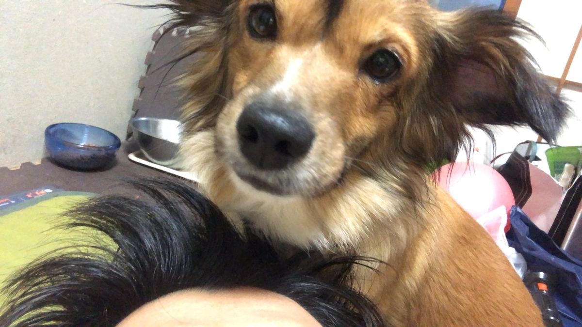 f:id:masakiyo1115:20200415222328j:plain