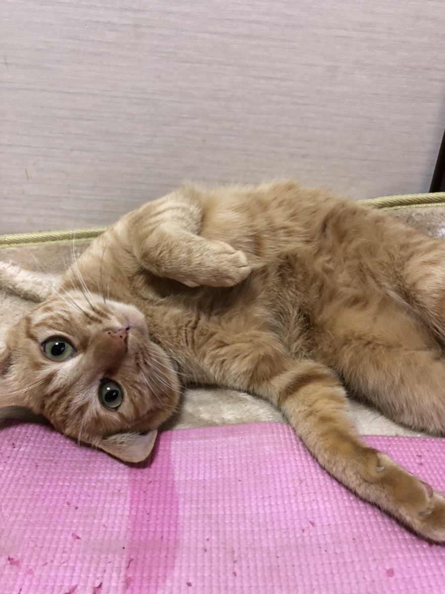 f:id:masakiyo1115:20200601222701j:plain