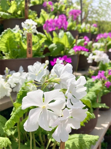 f:id:masako358:20230426172419j:image