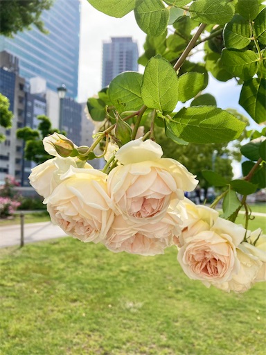 f:id:masako358:20230511205520j:image