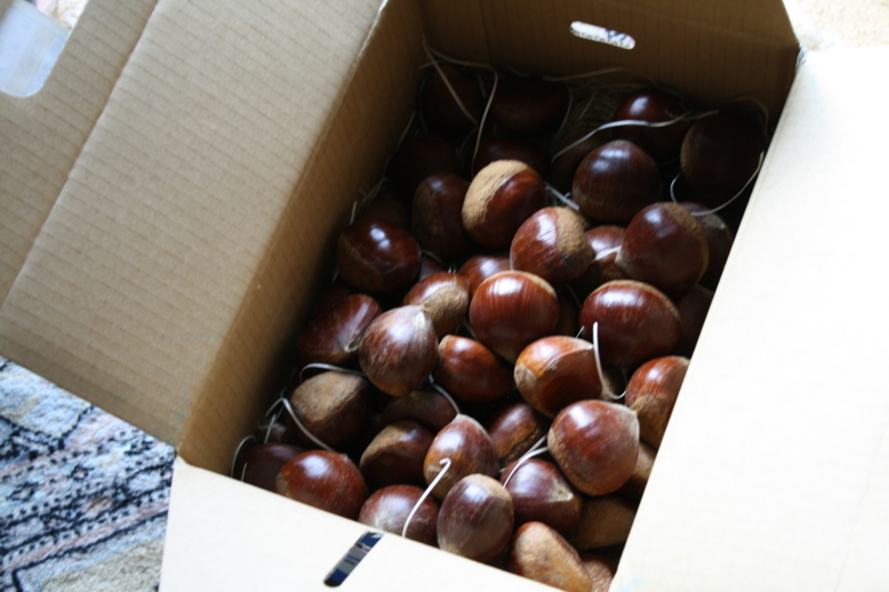 f:id:masako_y:20101121124027j:image