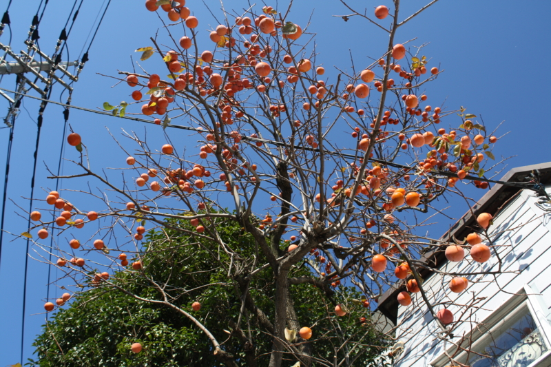 f:id:masako_y:20101203141857j:image