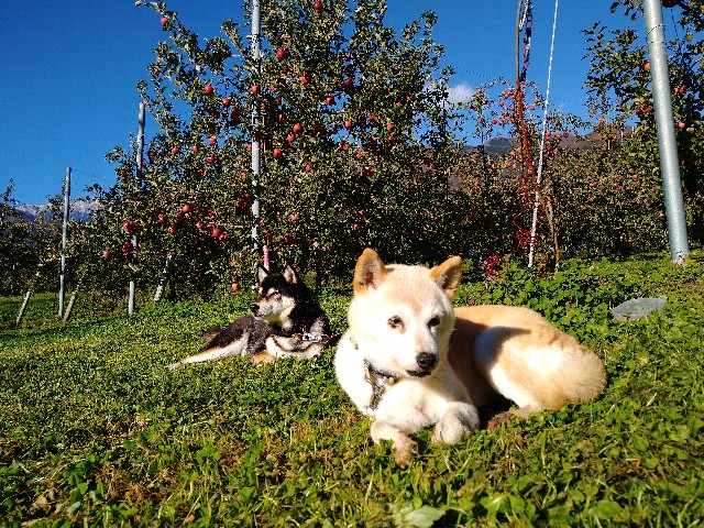 f:id:masakumiapple:20191112225912j:image
