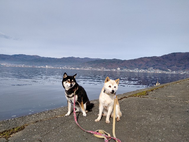 f:id:masakumiapple:20191211213126j:image
