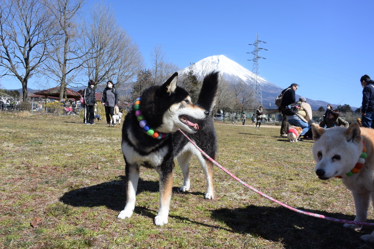 f:id:masakumiapple:20200225211723j:plain