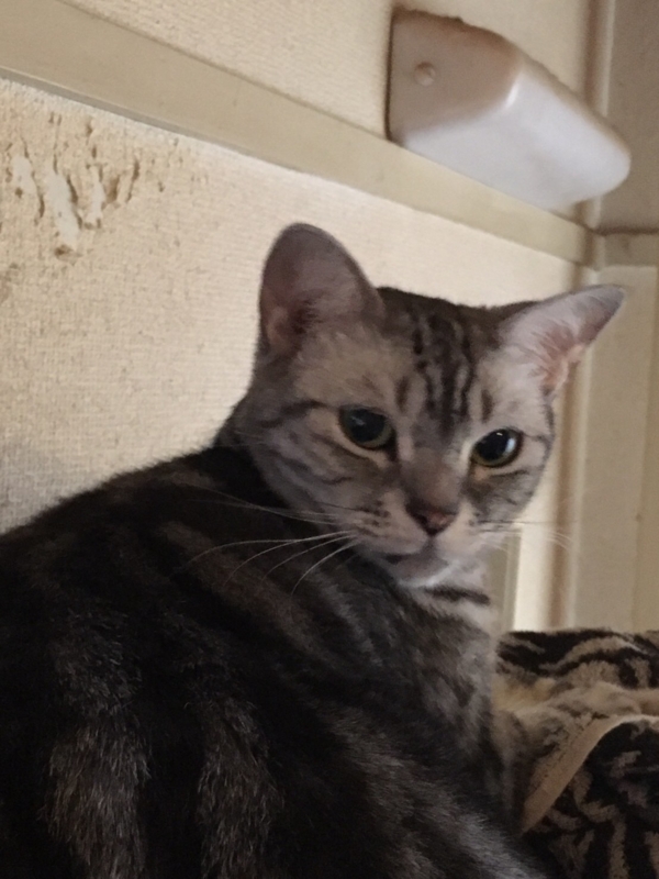 f:id:masalib:20160913111318j:plain