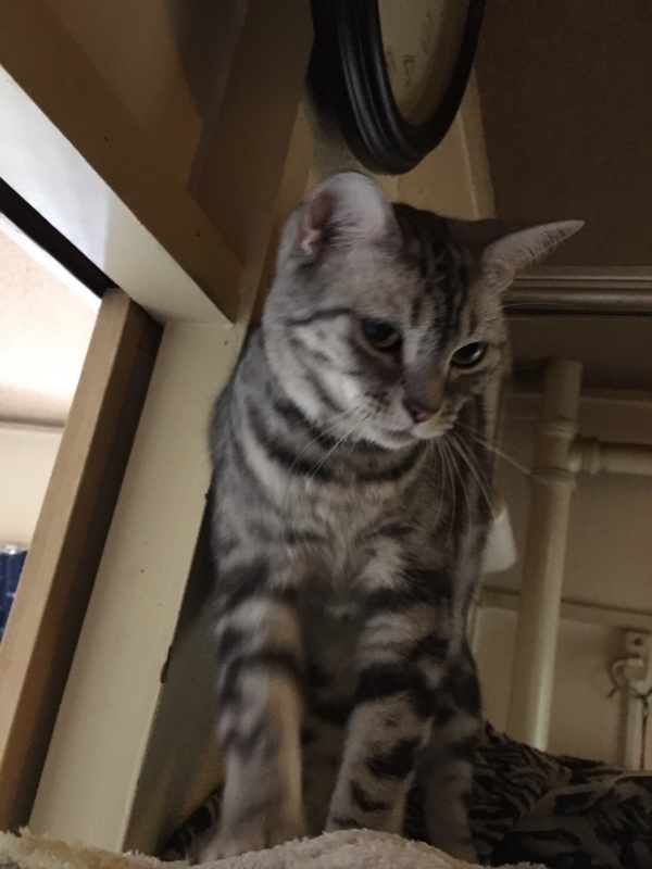 f:id:masalib:20160913111319j:plain