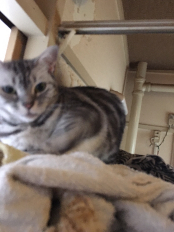 f:id:masalib:20160913111321j:plain