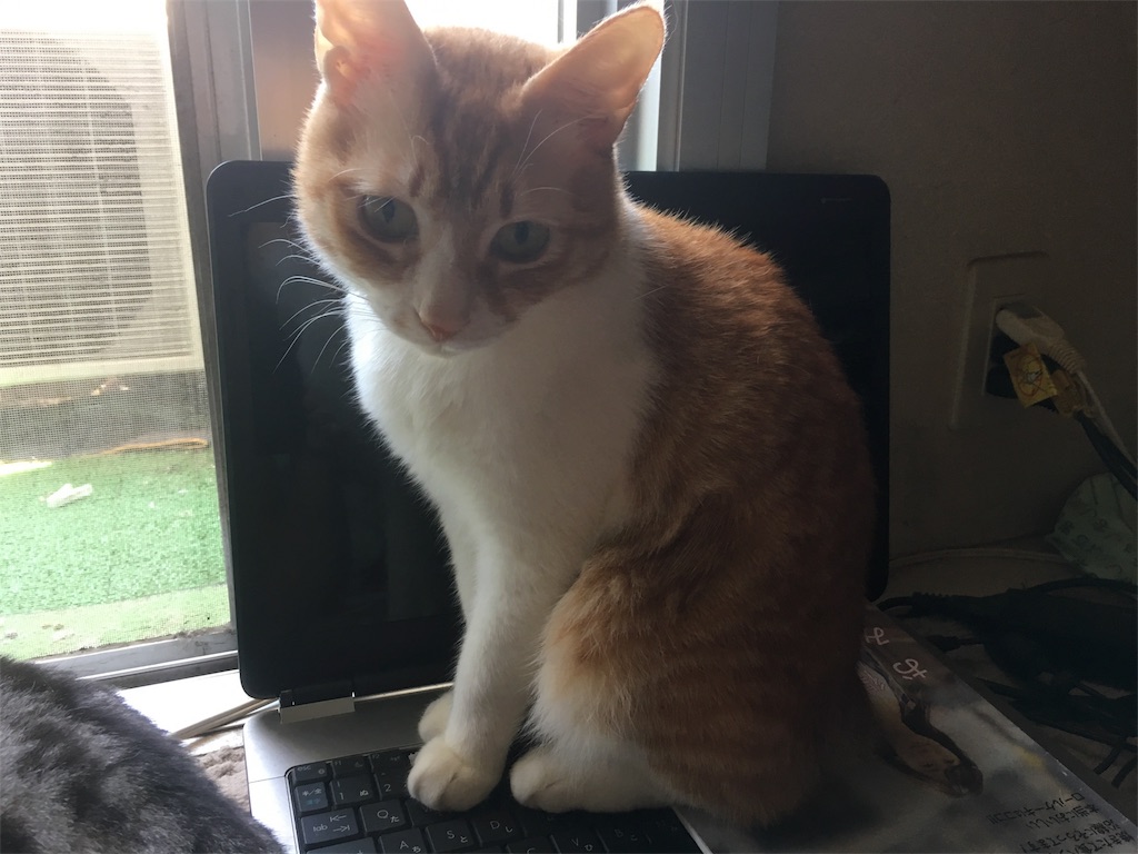 Angular Cliの自動コンパイルがフリーズしてしまう Masalibの日記