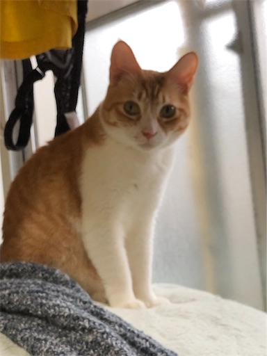 f:id:masalib:20190704201122j:image