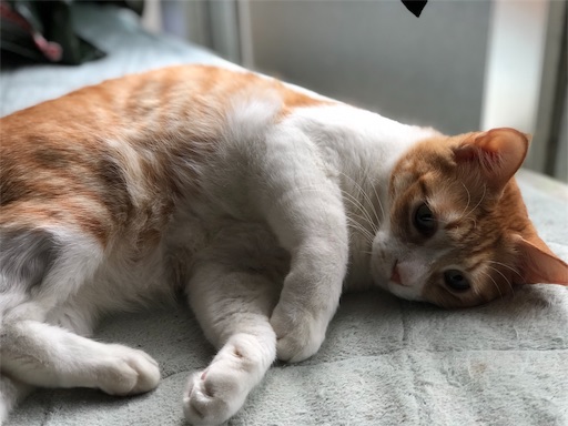 f:id:masalib:20190704201126j:image