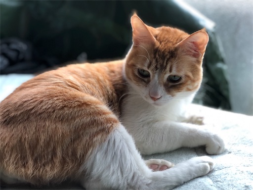 f:id:masalib:20190704201129j:image