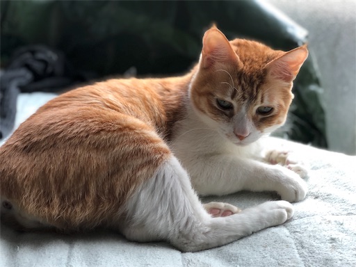 f:id:masalib:20190704201133j:image