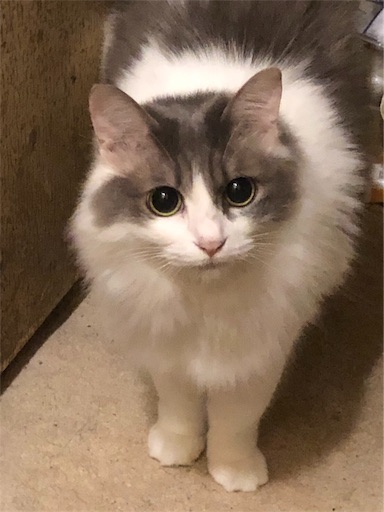 f:id:masalib:20190704201205j:image