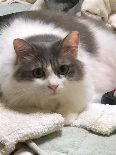 f:id:masalib:20190704201219j:image