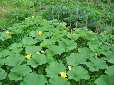 f:id:masam48:20090713100323j:image:right
