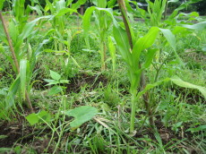 f:id:masam48:20090713101121j:image