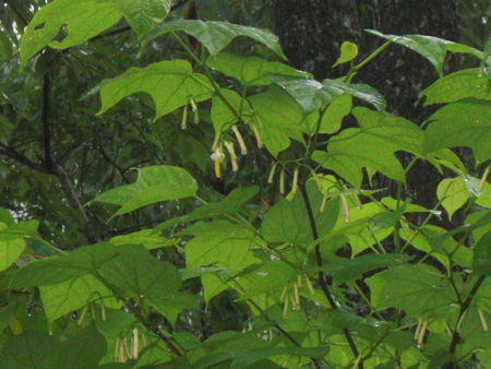 f:id:masam48:20110612090817j:image