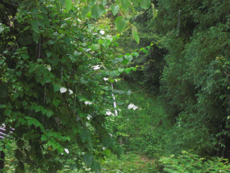 f:id:masam48:20110612091438j:image