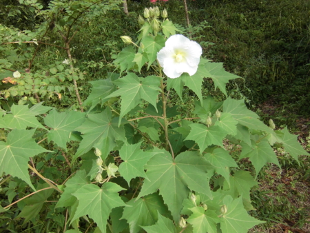 f:id:masam48:20150919083743j:image:w360