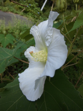 f:id:masam48:20150919083929j:image:w360