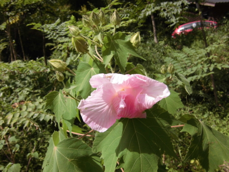 f:id:masam48:20150920130938j:image:w360