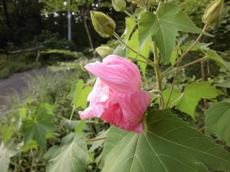 f:id:masam48:20150920154010j:image:w360:right