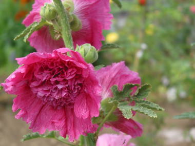 f:id:masami71:20150818111401j:image:left