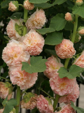 f:id:masami71:20150818111540j:image:left