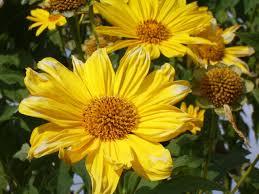 f:id:masami71:20151112205943j:image:left f:id:masami71:20151112205943j:image:left